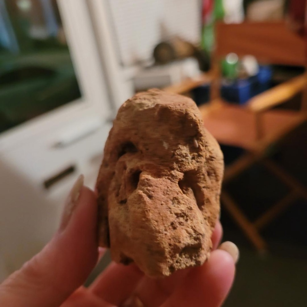 Bird fossil found with other fossils (RARE)